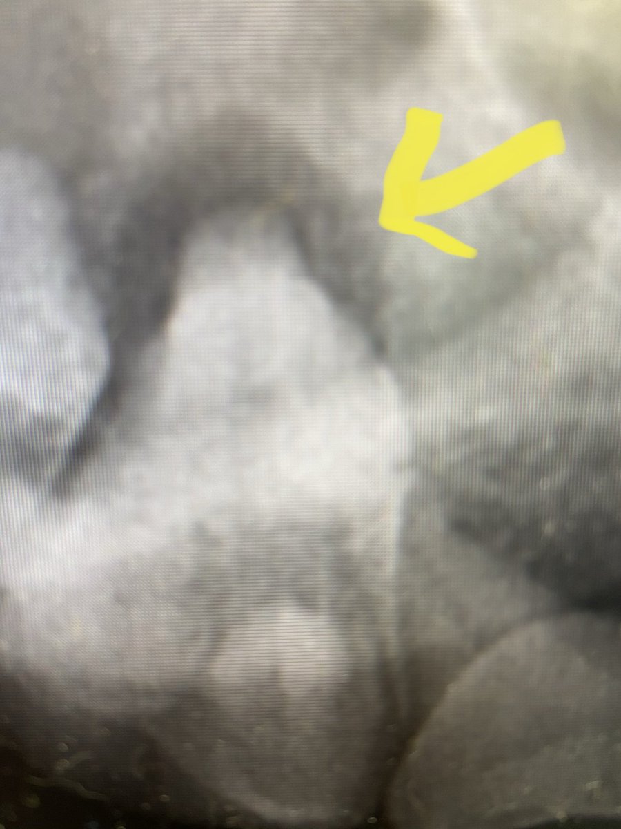 Why you should insist on dental X-rays with every dental cleaning.  See the dark halo around the root?  This is an abscess. And can only be diagnosed with a radiograph!  #fvah #dental #dog #cat #keepthemhealthy