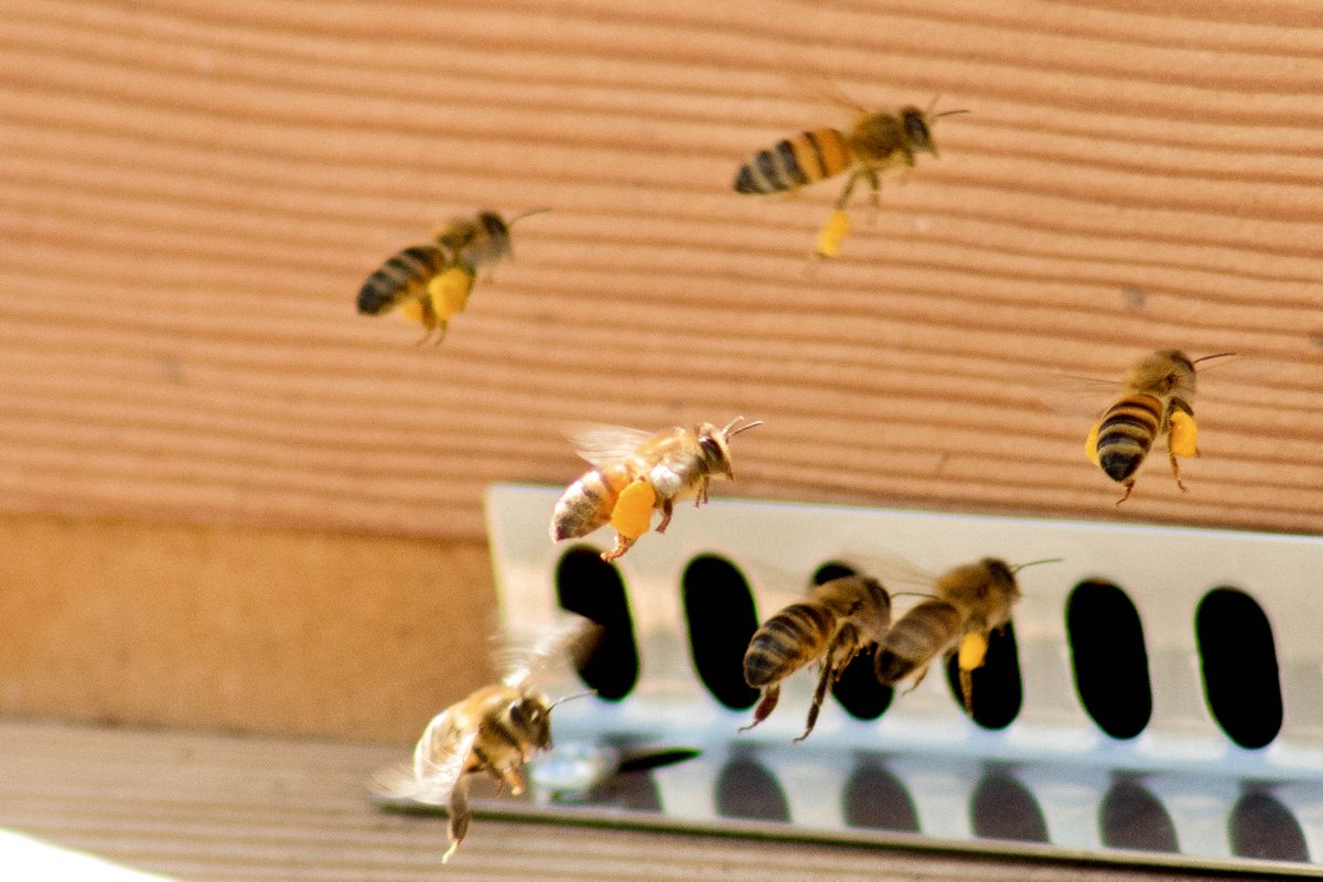 PerpetualPollen's tweet photo. One out of every three bites of food we eat exists because of #pollinators like #bees. 

Today for #NationalHoneybeeDay, we celebrate this most extraordinary creature. She is industrious, brave, and dedicated. We could not live without her.

#WeLoveBees #WeLovePollinators https://t.co/an6EpkLeH2