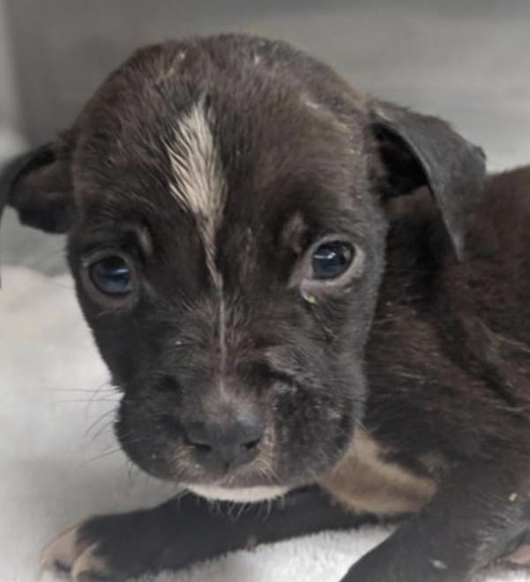 reddogsusie's tweet photo. #TN #MEMPHIS
🆘🆘EMERGENCY PLEA Bow & Arrow 5 week old puppies WITH SUSPECTED PARVO Both had seizures shortly after arrival at the shelter! Needing immediate medical transfer today!! Pls #RESCUE #FOSTER #PLEDGE #MASA392 #MASA393
https://t.co/PCFuWY2AVl https://t.co/a1Bav4lRSk