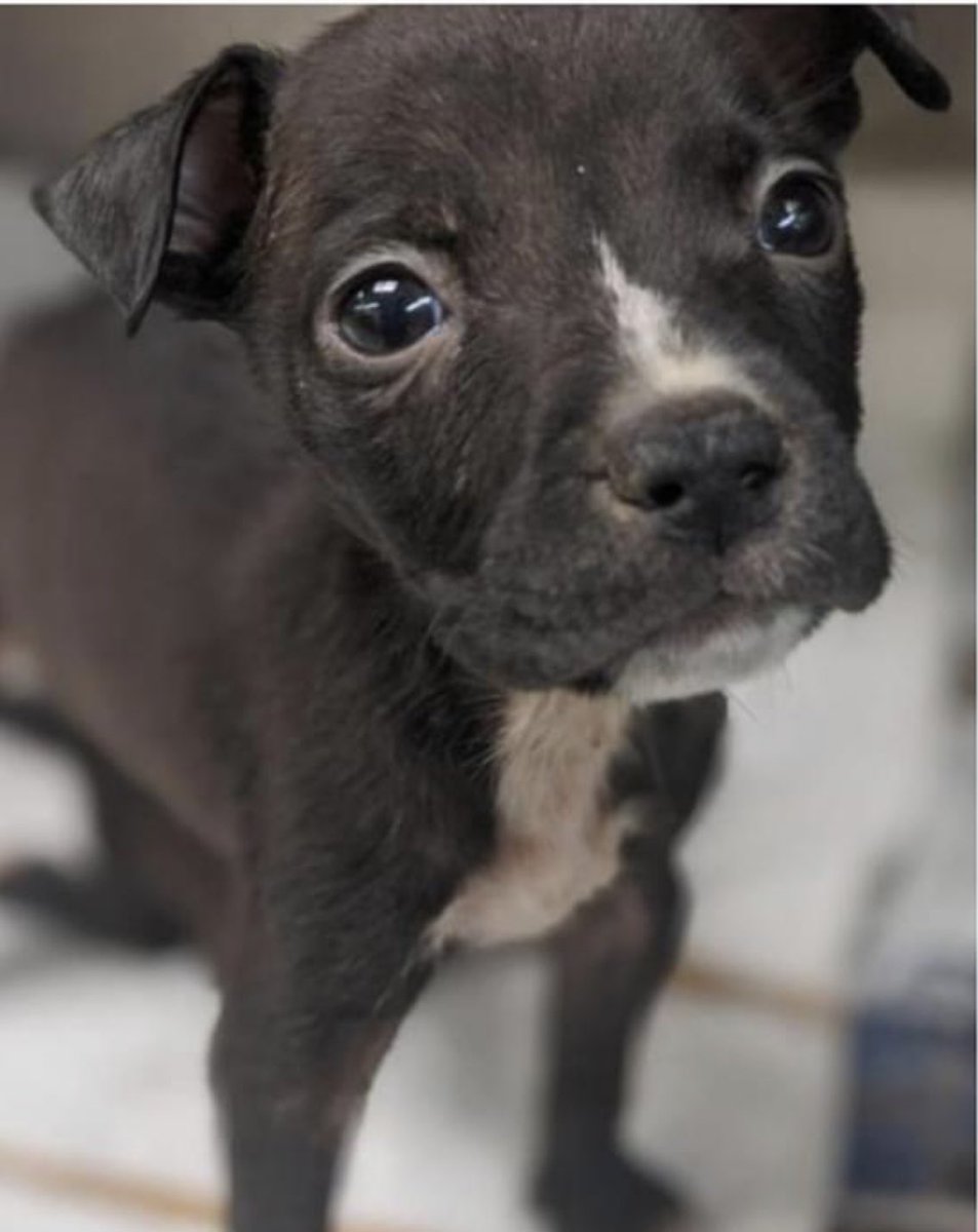 reddogsusie's tweet photo. #TN #MEMPHIS
🆘🆘EMERGENCY PLEA Bow & Arrow 5 week old puppies WITH SUSPECTED PARVO Both had seizures shortly after arrival at the shelter! Needing immediate medical transfer today!! Pls #RESCUE #FOSTER #PLEDGE #MASA392 #MASA393
https://t.co/PCFuWY2AVl https://t.co/a1Bav4lRSk
