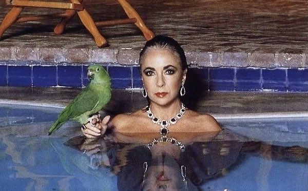 hannahrosewoods's tweet photo. Very into this portrait of Elizabeth Taylor with her parrot https://t.co/UQZkI7b5rY