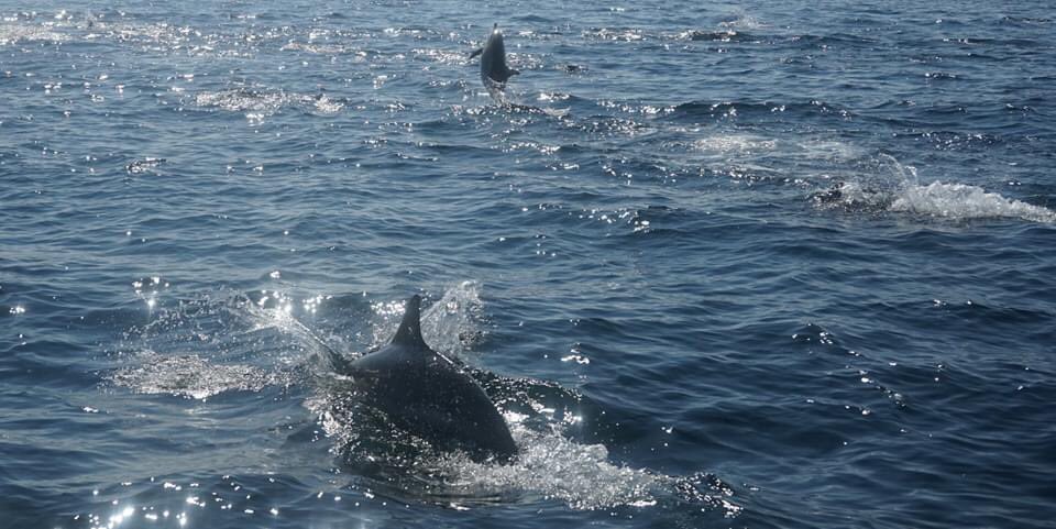 It really didn’t get much better than a lovely sunny day with dolphins round the boat
