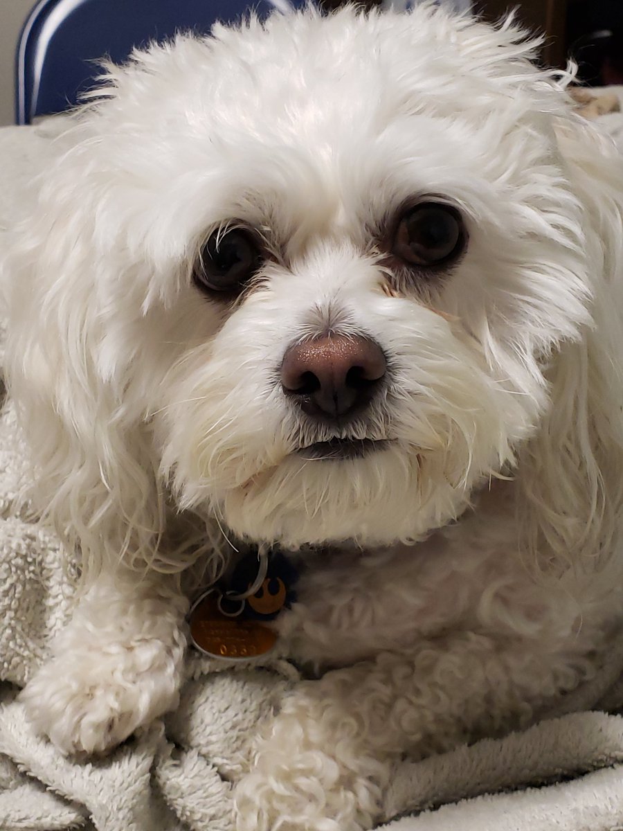 karolinde73's tweet photo. This is a face of a pups reminding you he is a very good boy. And yes, you should share that bacon you're eating for breakfast. #dogsoftwitter https://t.co/dMyToVDyqP