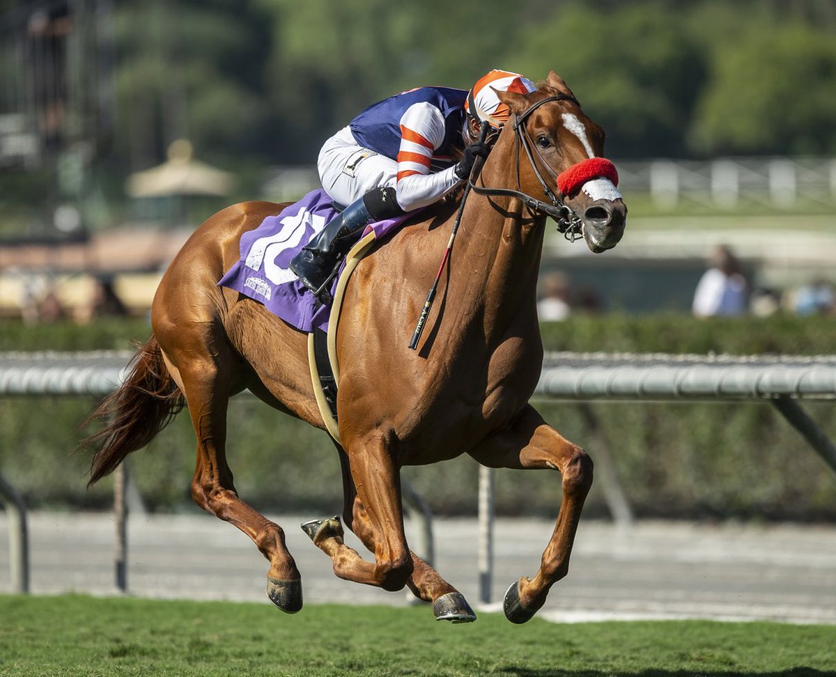 lrfracing's tweet photo. On deck for this beautiful Saturday of racing at #DelMar are #lrfnation runners: Tilted Towers in the 3rd, Romano in the 4th, and The Hunted in the 11th. Best of luck to all of the partners and have an awesome day! #delmar #luckrunsfast #sharetheexperience #hometurfclub https://t.co/HLEu3iOSfr