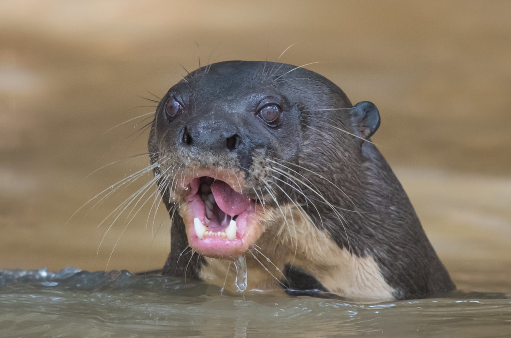 🔥ℍ𝕖𝕔𝕜𝕙𝕠𝕦𝕟𝕕🔥 on X: @fridayviibes Giant River Otters are imo the  only species of mustelidae that could ever be labeled as ugly. I don't  think they're gross but they sorta look like bad