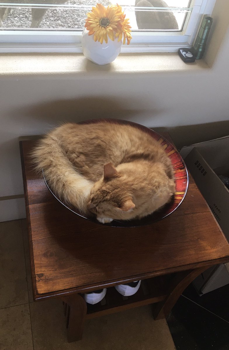 Kate Pearce tweet media