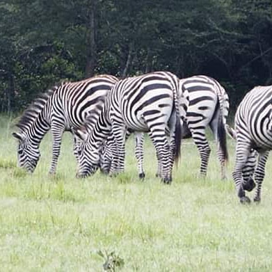SandieKalisha's tweet photo. TUKIO safaris opening soon
#NTVDanceParty https://t.co/PZlBJEvAwn