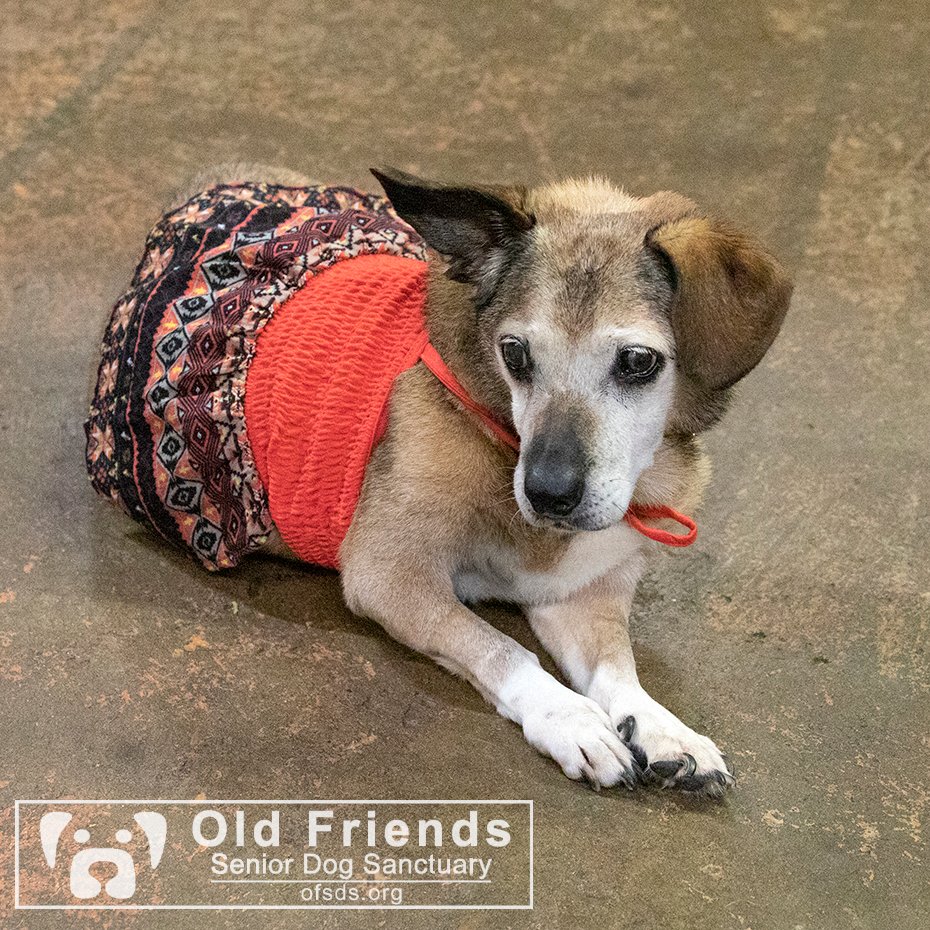 oldfriendssds's tweet photo. "Personally, I think everyone should dress up for dinner!"- Prissy
#ofsds #ofsdsprissy #seniordogs #ofsdsdinnertime #dressup https://t.co/IZrMyiVZFe