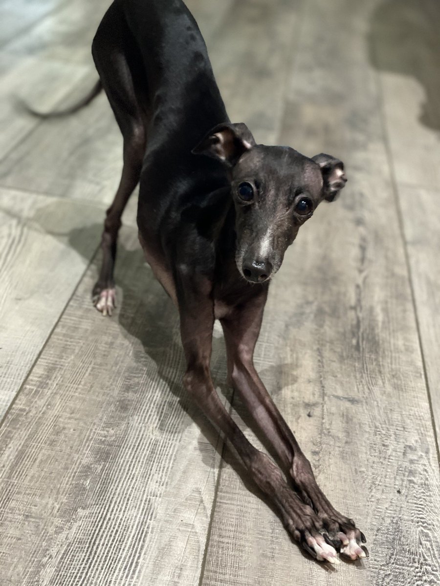 MvZpodcast's tweet photo. I thought right now would be a perfect time to share pics of my cute little doggie. Send me your animal pics!! Share around!! #OnCallPod https://t.co/bF2naeuNWB