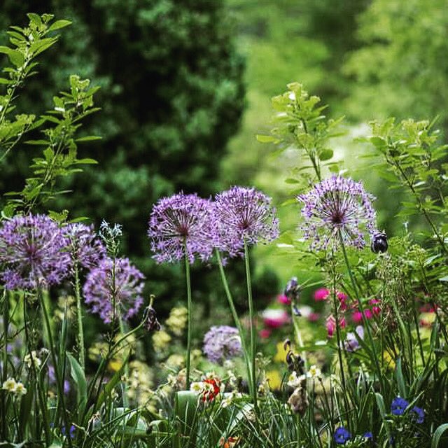 Highlight: Food Insecurity Fridays LAST ONE (oops on a Saturday, will you forgive me?) We learned about so many things, from food insecurity to compost!

We cannot thank Sodexo enough for the opportunity! Look for more seeds during the school year at the UM Food Pantry!
