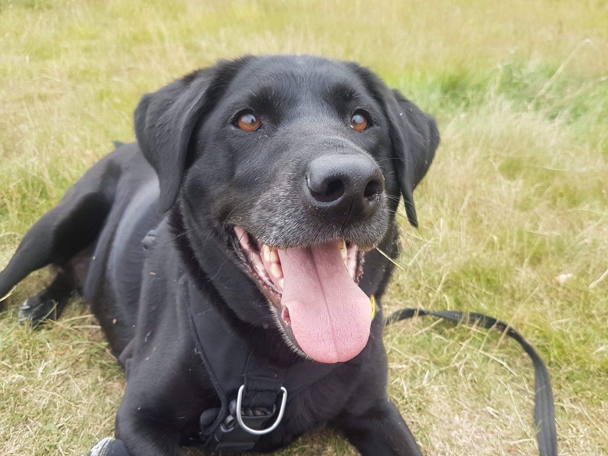 HainesHoundsDog's tweet photo. Meet "Bea" one of our happy stooge dogs who helps other dogs to gain confidence and build their own social skills! #haineshoundsdogtraining #haineshounds #batsetups #bat2 #dogtraining #dogtrainer #dogbehaviour #miltonkeynes #dogsoftwitter #perfectfitharness #love #doglove https://t.co/JPNZMsD9zI