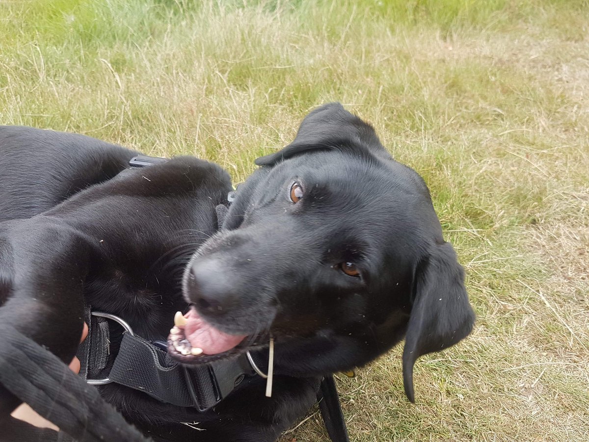 HainesHoundsDog's tweet photo. Meet "Bea" one of our happy stooge dogs who helps other dogs to gain confidence and build their own social skills! #haineshoundsdogtraining #haineshounds #batsetups #bat2 #dogtraining #dogtrainer #dogbehaviour #miltonkeynes #dogsoftwitter #perfectfitharness #love #doglove https://t.co/JPNZMsD9zI