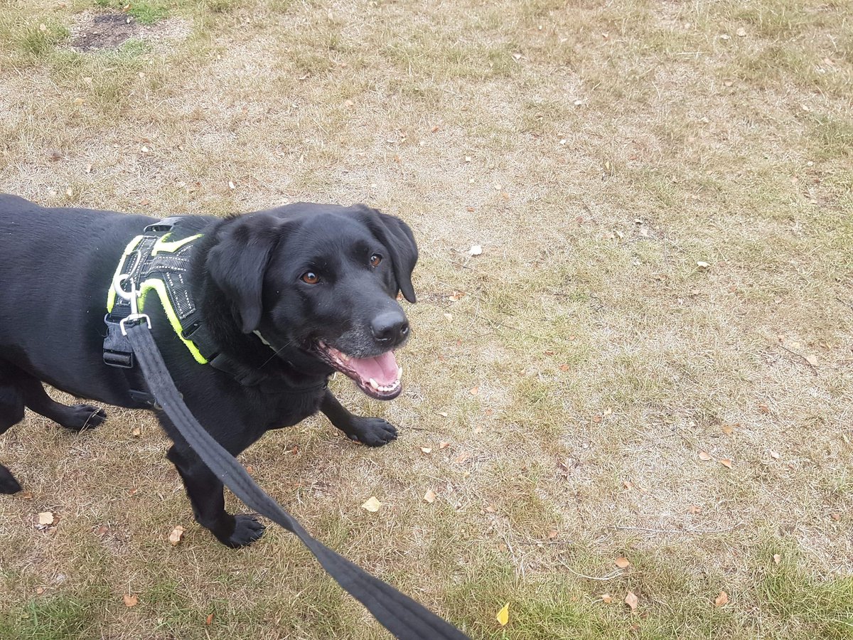 HainesHoundsDog's tweet photo. Meet "Bea" one of our happy stooge dogs who helps other dogs to gain confidence and build their own social skills! #haineshoundsdogtraining #haineshounds #batsetups #bat2 #dogtraining #dogtrainer #dogbehaviour #miltonkeynes #dogsoftwitter #perfectfitharness #love #doglove https://t.co/JPNZMsD9zI