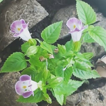 KLAUDIAPOSADA's tweet image. Gracias señor Slevis Torres, linda fotografía 😍🌺

#regalodecumpleaños