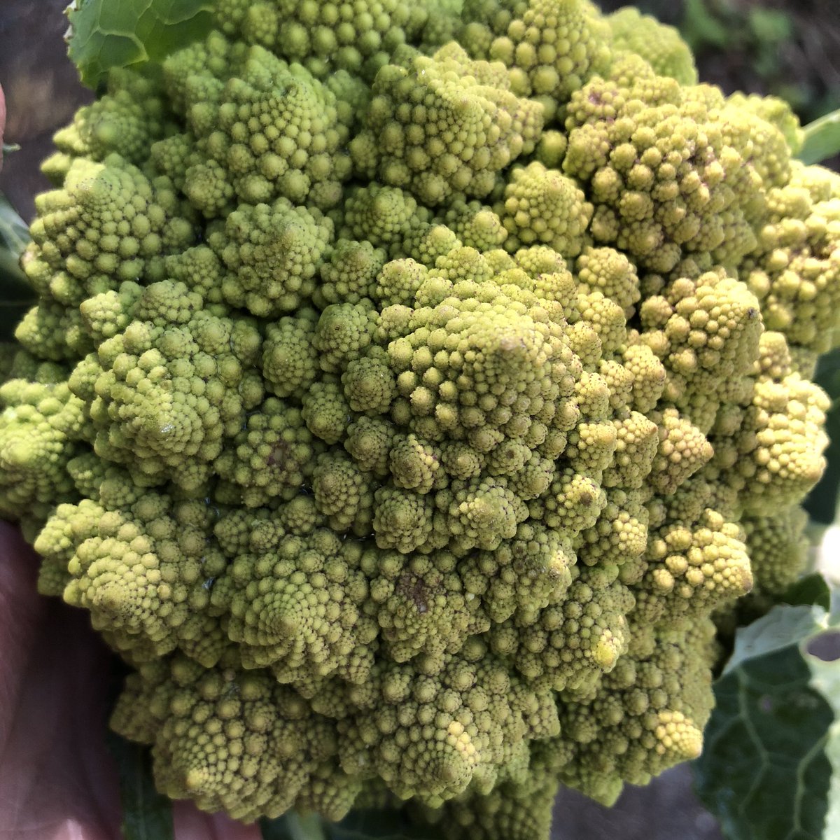 jnovakowski_'s tweet photo. Examples of #scale found today on the Sunshine Coast - fractals in a Romanesco broccoli from the Sechelt farmers market and a 50 year old ish me with a 500 year old ish Douglas Fir in an old growth temperate rainforest. #mathphoto20 https://t.co/0fzzLy0geh