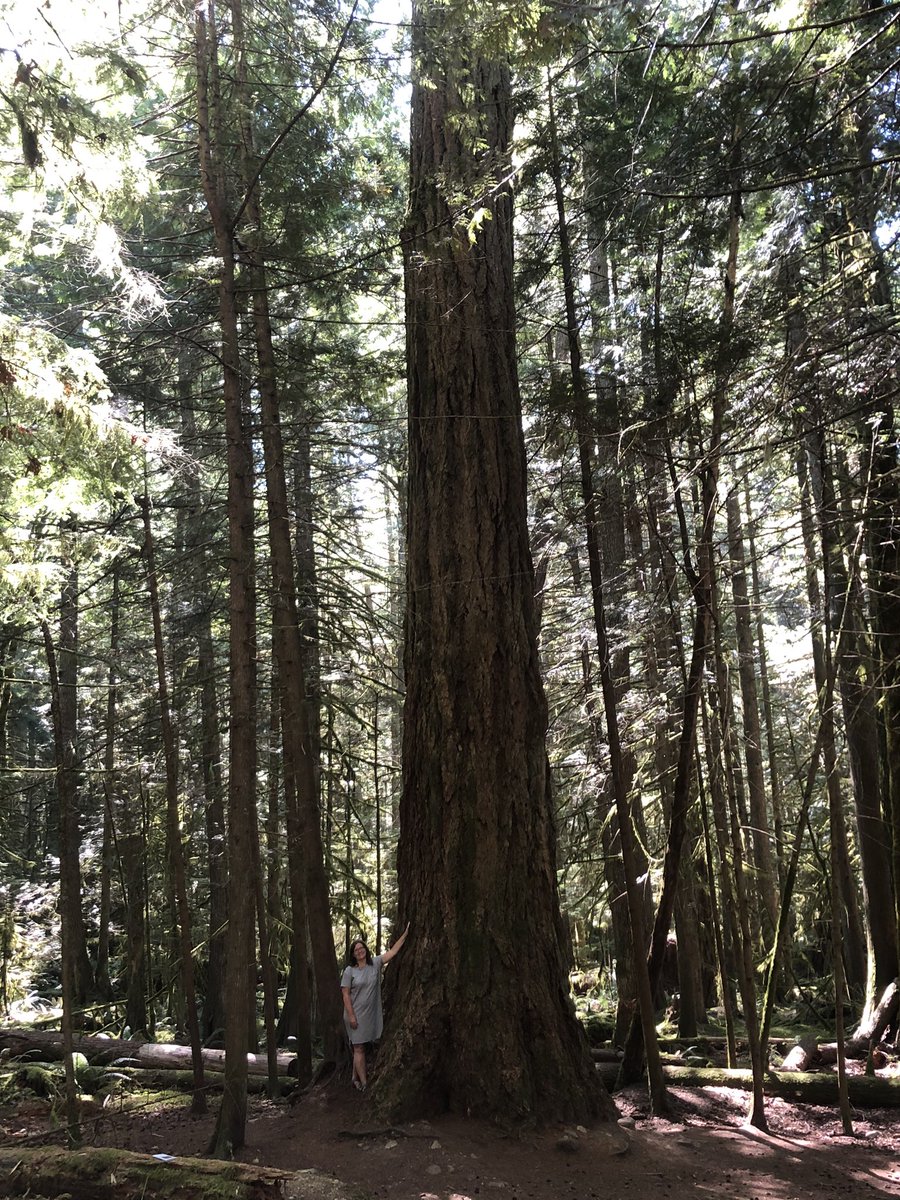 jnovakowski_'s tweet photo. Examples of #scale found today on the Sunshine Coast - fractals in a Romanesco broccoli from the Sechelt farmers market and a 50 year old ish me with a 500 year old ish Douglas Fir in an old growth temperate rainforest. #mathphoto20 https://t.co/0fzzLy0geh