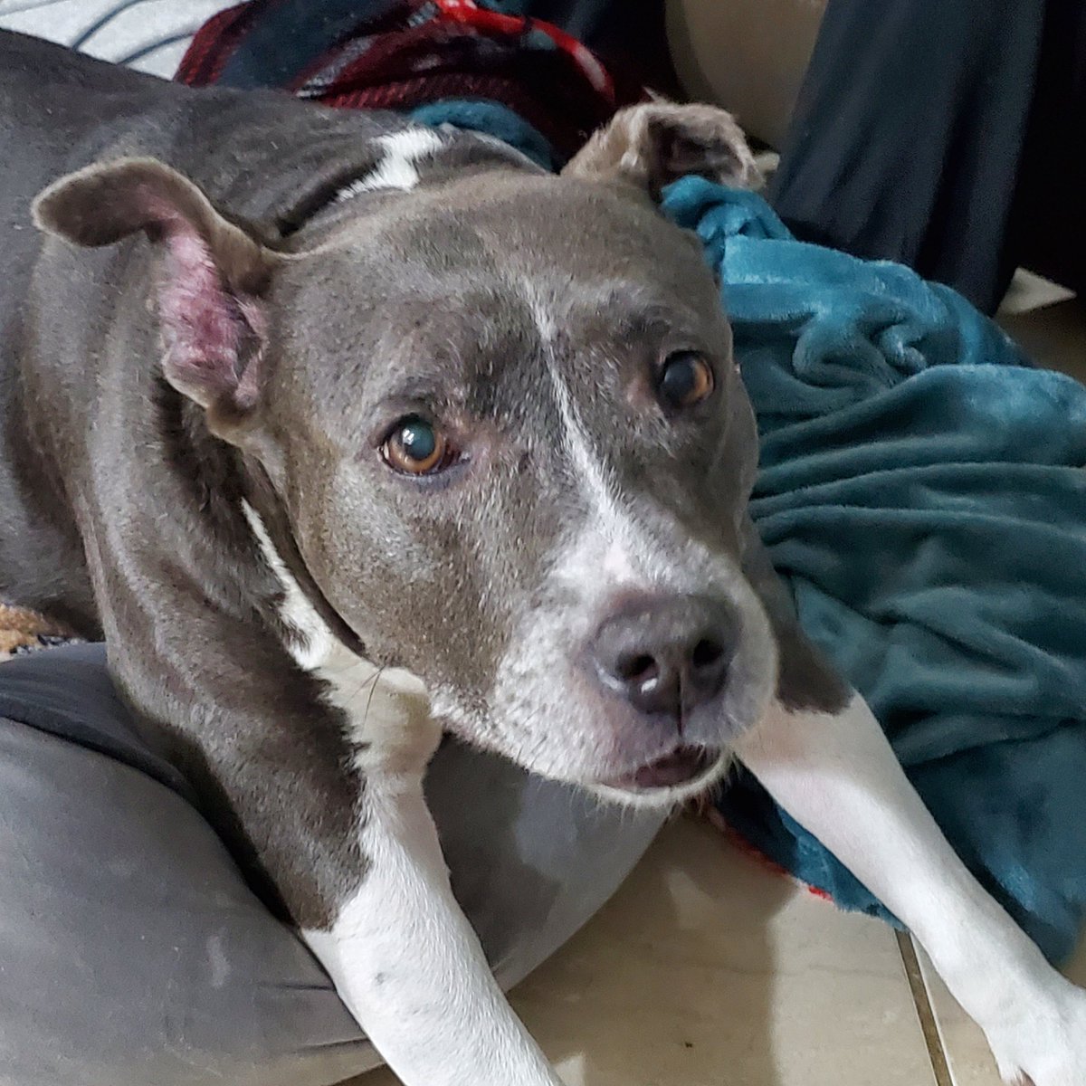 FosterFurst's tweet photo. Mavis has been back at the shelter since Aug 11th. We spoke to the staff and she remembers them and was happy to see them. Even though she's comfortable at the shelter this just shows the bulk of her life was spent there.  She still deserves better. 
Were coming Mavis #savemaeve https://t.co/PyiaR2Gt6M