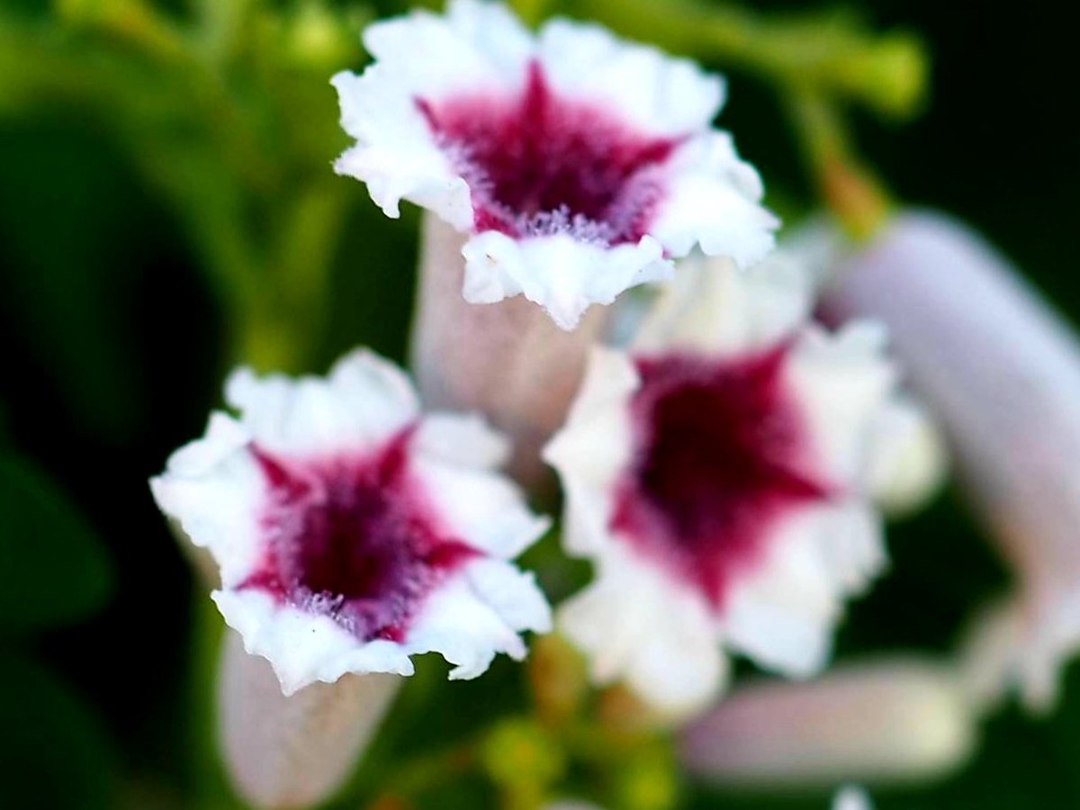 花凛𓂃 𓏲 ꕤ 花写真 ヘクソカズラ 花言葉 誤解を解きたい Tlを花で一杯にしよう ꕤ𖡼 𖤣𖥧𖥣𖥣