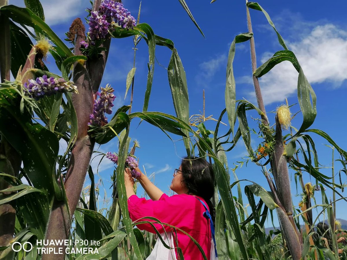 _SemillasdeVida's tweet photo. Zona Mazahua, Estado de México, mañana empieza la bendición de la milpa y se pide permiso para empezar el corte el 16 de agosto. Hay que ir al cerro mañana a cortar flores para adornar la milpa. 🌽👇🏾 https://t.co/IKDsbynIqP