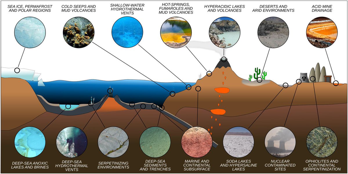 where life can thrive. This is where extremophiles come into the picture. Extremophiles are organisms that can survive in seemingly inhospitable environments. These can include: deep sea thermal vents, volcanoes, and permafrost. (5)