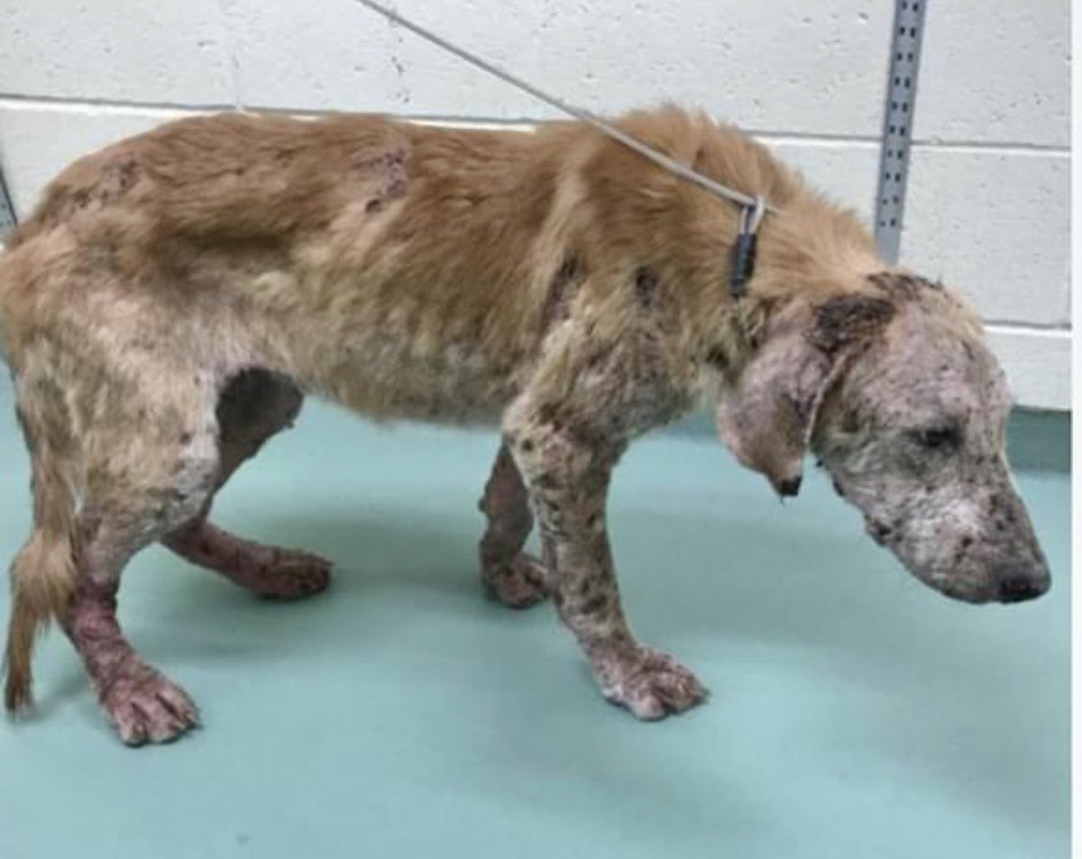 reddogsusie's tweet photo. #TN #MEMPHIS
🆘🆘JUST A YEAR OLD & JUST LOOK AT HER😩 Shy 1yo girl in a shocking condition-painfully thin, skin issues-she looks like she’s given up hope of kindness in this world! Needs vet care & #FOSTER #PLEDGES #RESCUE #MASA390 PLS HELP 🙏🏻
https://t.co/ypR6AeMgZD https://t.co/OhbZAXD0TM