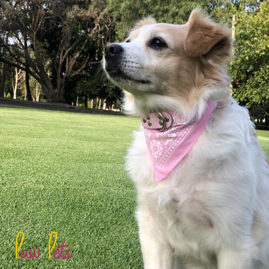 Collar clásico-Unitalla 💖
Adquiérelo con nosotros $250

Recuerda que tenemos envío GRATIS a toda la República 🇲🇽#rosa #collarparaperro #aventuras