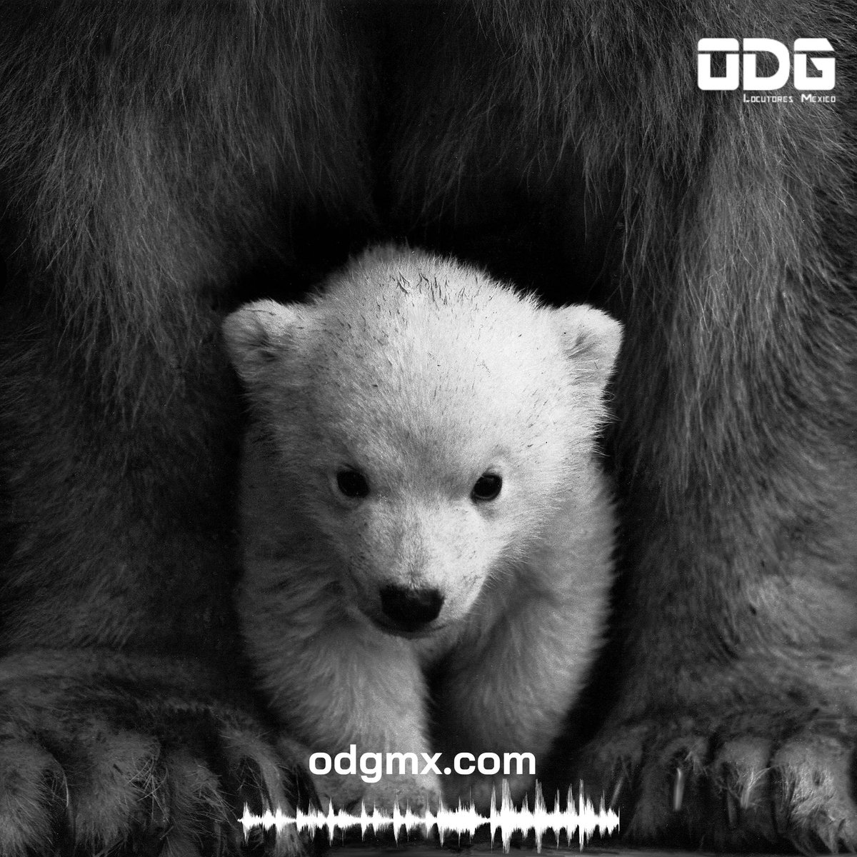 ODG_Mx's tweet photo. Animal Planet es una de las cuentas con las que hemos colaborado en #ODGMx.
#Locutores #Locución #Documentales #Documental #VoiceTalent #Voiceover #Since2003 #Desde2003 #SomosODG.
🌐 https://t.co/IcWhLh1W44
📧 contacto@odgmx.com https://t.co/rSIY2wewag