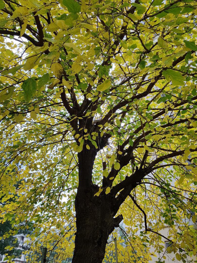 Gerçeği yalnızca ağaçlar biliyor.
O yüzden sessizler.