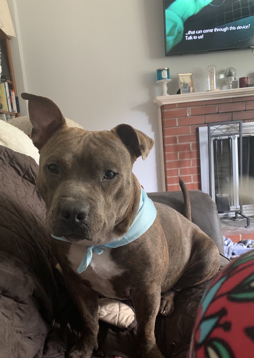 kuliasz's tweet photo. Arlo’s first birthday #spoiled #pitbull binge watching @GhostAdventures in the background #guiltypleasure https://t.co/s1Zppich2P