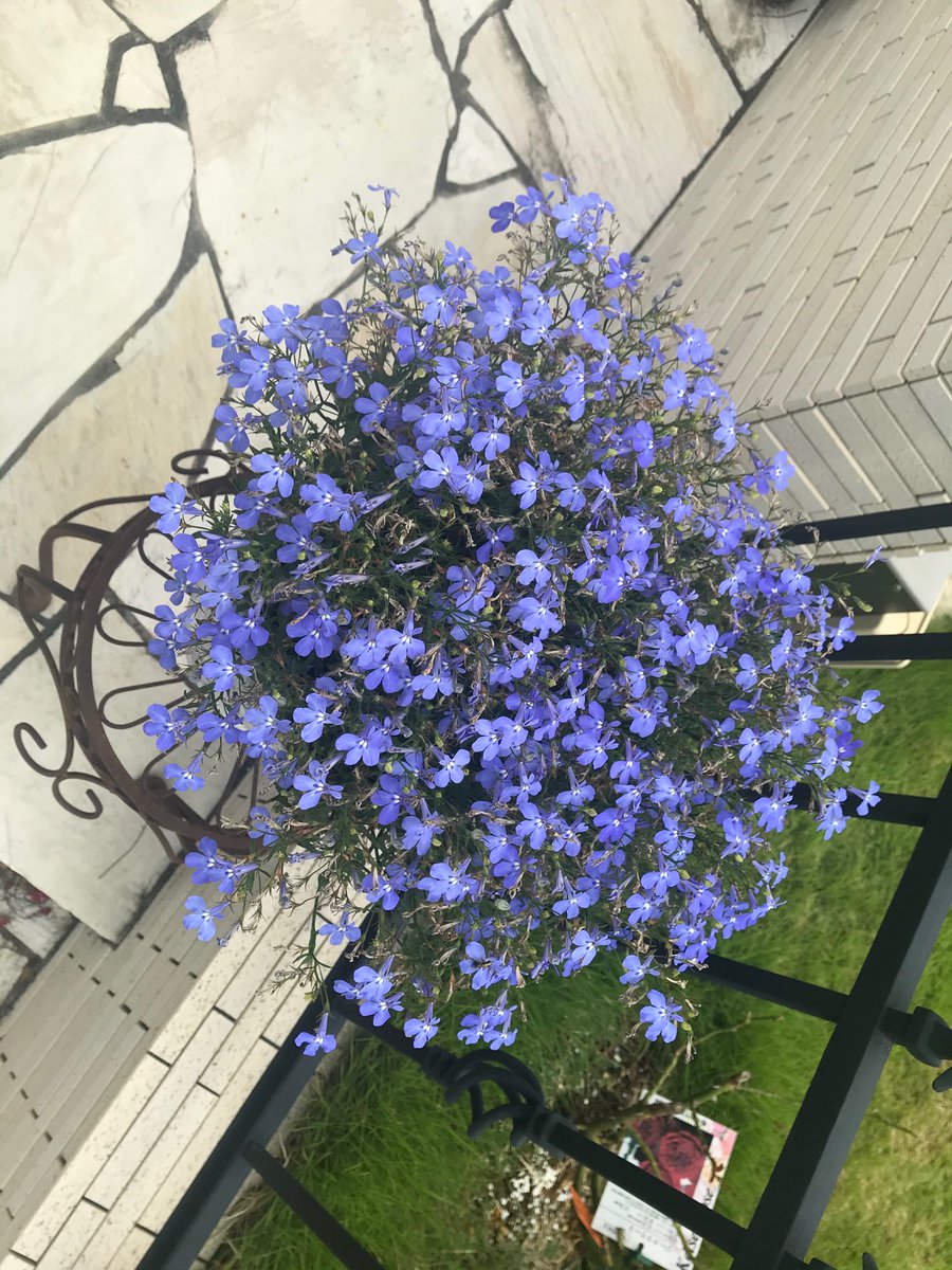 アズーロコンパクト