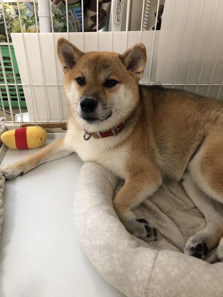 柴犬らんまると私 暑くてやってらんねえぜのはみ出し柴 柴犬 らんまる 暑い 食欲減退 荒ぶる元気もない