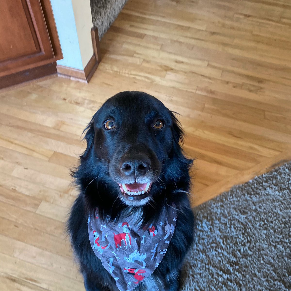BearingtonT's tweet photo. Feeling cute, might delete later ๐ถ๐คฃ #dog #instadog #dogstagram #dogsofinstagram #bordercollies #goldenretrievers #coltriever #goldenborderretriever #borderretriever #bear #bearington #tiktok Follow Bear on TikTok! https://t.co/rD1oRLQSN8 https://t.co/clKG6Wlams