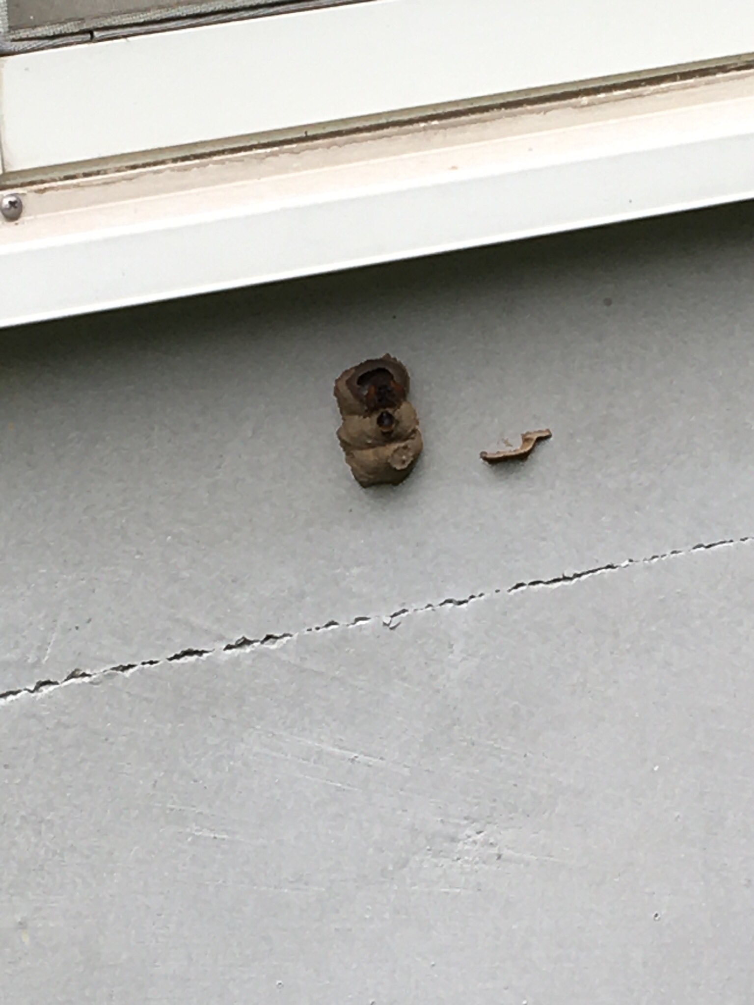 玉川 薫 ドロバチが何日も試行錯誤しながら ようやく巣を作り終えたらしく 力尽きて か細いクモの糸に亡骸をさらしていた ちょっと哀しい T Co I3cpuuvevp Twitter