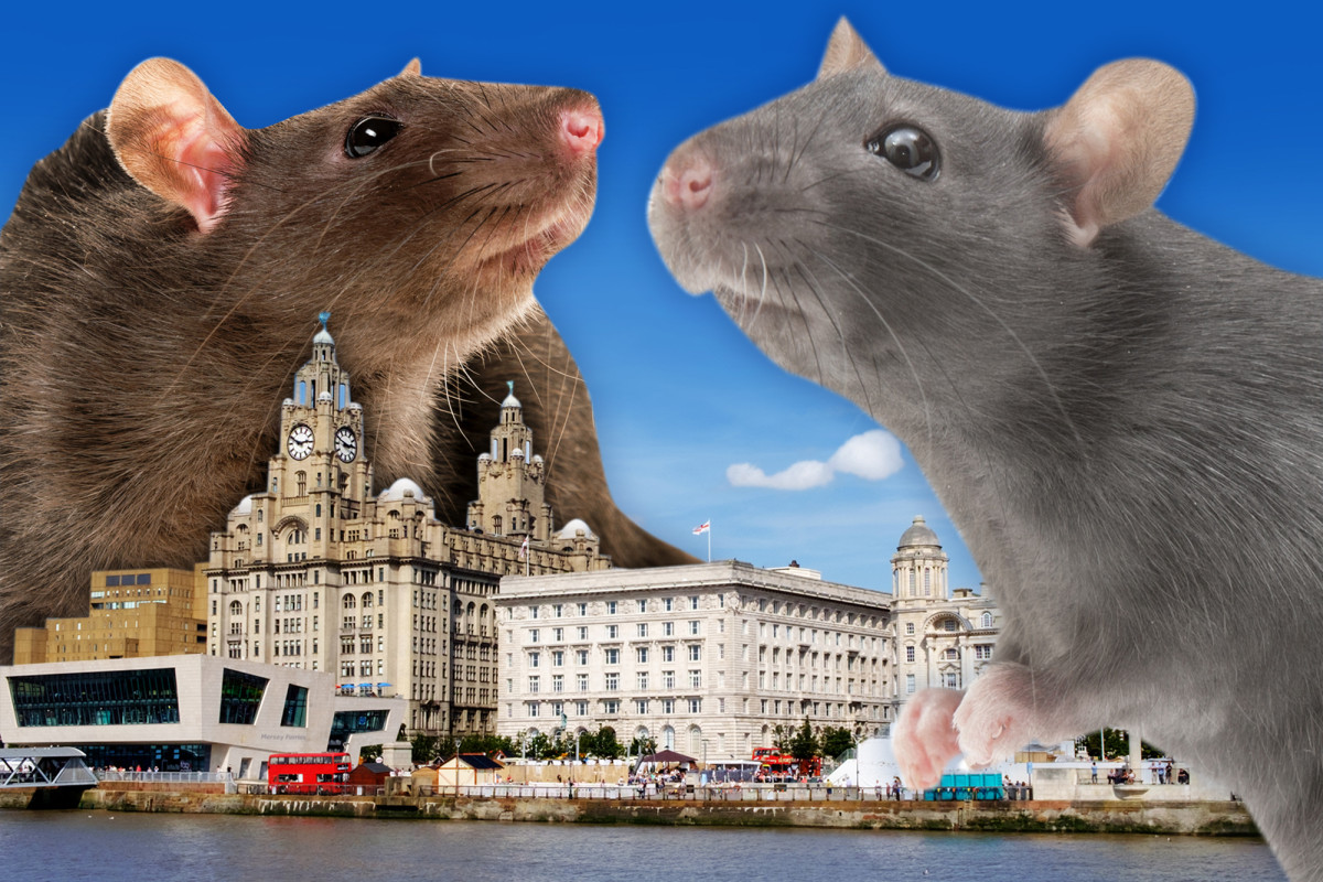 nypost's tweet photo. Rabbit-sized rats terrify Liverpool residents: 'They've taken over' https://t.co/yj2kh2RwC7 https://t.co/qBo6R0H5qH