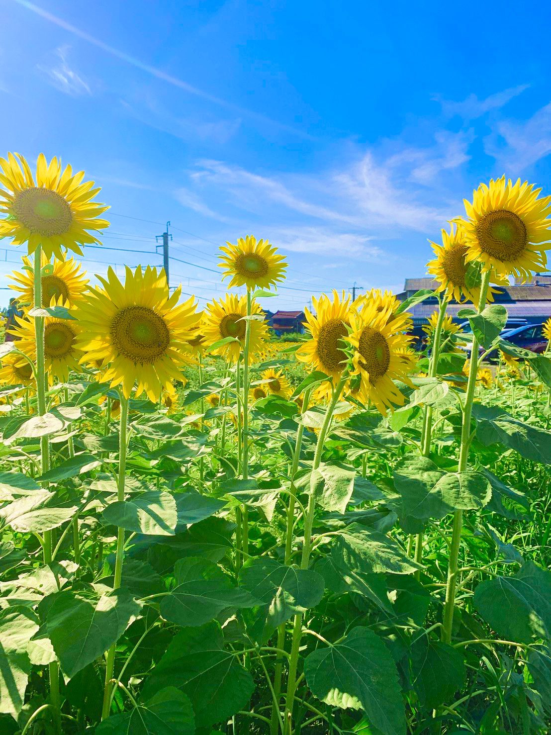 岡部楓子 Tskアナウンサー ひまわり畑 鳥取県 伯耆町 T Co 6jximkghoh Twitter