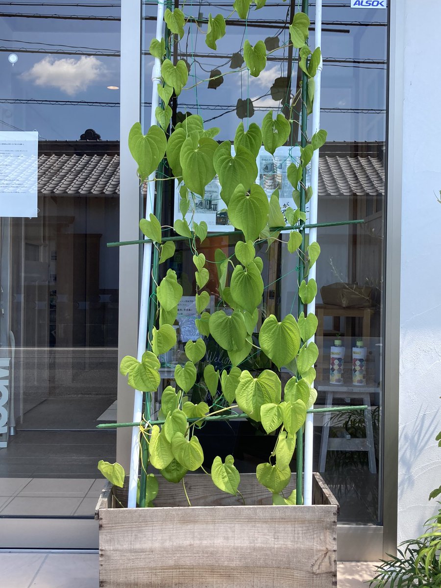 umeumeyuko1's tweet photo. お盆明け営業開始しております🌿
宇宙芋は無事枯れずにお盆を過ごすことができました。
午前・午後とお打ち合わせやお問い合わせをいただき有難い気持ちでいっぱいです♪
笑顔になってもらえるよう頑張りまーす^_^
#utaste #梅村工務店 https://t.co/YTAsFR1OA0