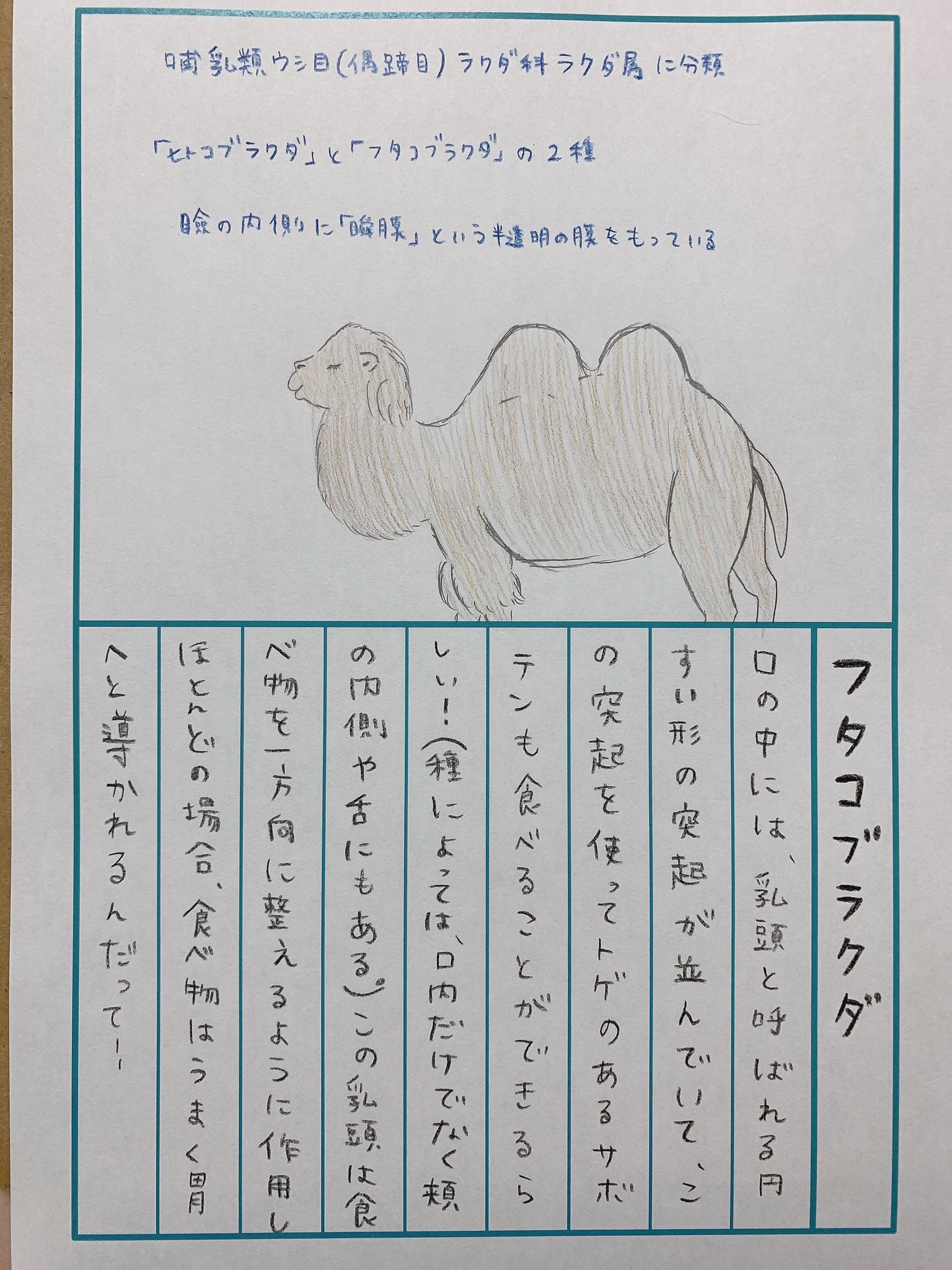 Te Kishi Tamura Kyoka 77日目 お疲れ様です ちょっとおすましした感じの横顔が美人さんですね ラクダのコブの中は脂肪 って 子供の頃に覚えた豆知識です 触ったらどんな感じなのでしょうね トゲのあるサボテンを器用に食べるというのは本で