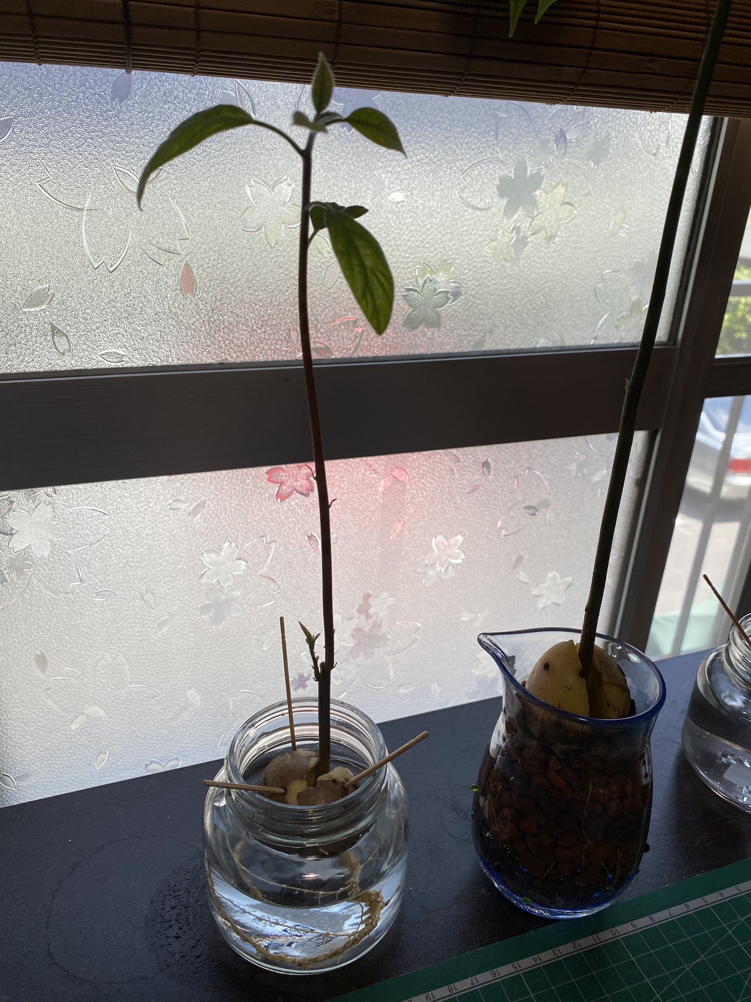 A Bee工房 小手指 アボカド三兄弟の次男 のんびりちゃんをハイドロボールに植え替えてハイドロカルチャー仕立てにしました アボカド水栽培 ハイドロカルチャー T Co Moxcgasz0l Twitter