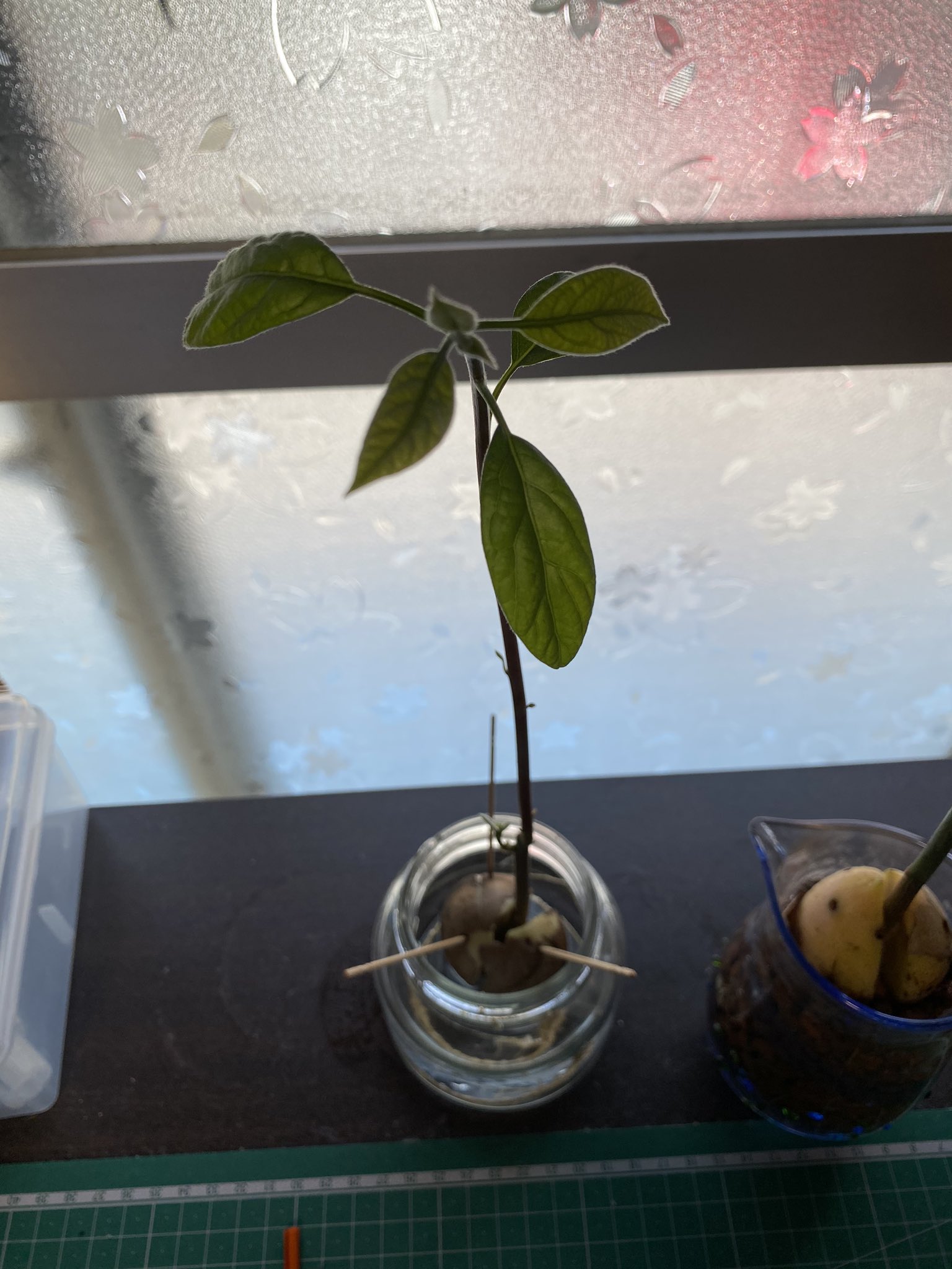 A Bee工房 小手指 アボカド三兄弟の次男 のんびりちゃんをハイドロボールに植え替えてハイドロカルチャー仕立てにしました アボカド水栽培 ハイドロカルチャー T Co Moxcgasz0l Twitter