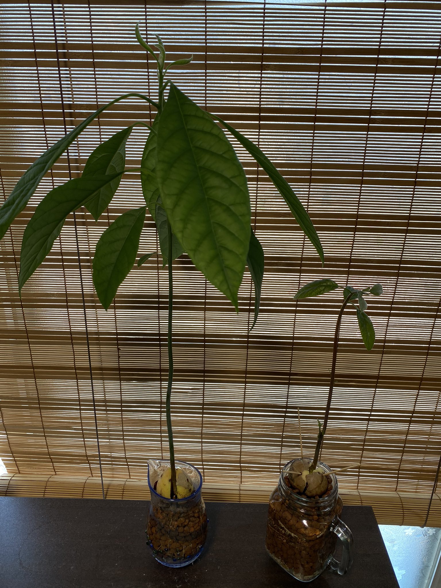 A Bee工房 小手指 アボカド三兄弟の次男 のんびりちゃんをハイドロボールに植え替えてハイドロカルチャー仕立てにしました アボカド水栽培 ハイドロカルチャー T Co Moxcgasz0l Twitter