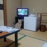 泊まってみたい？素泊まりネコ付きの旅館で、ネコと一緒に宿泊!