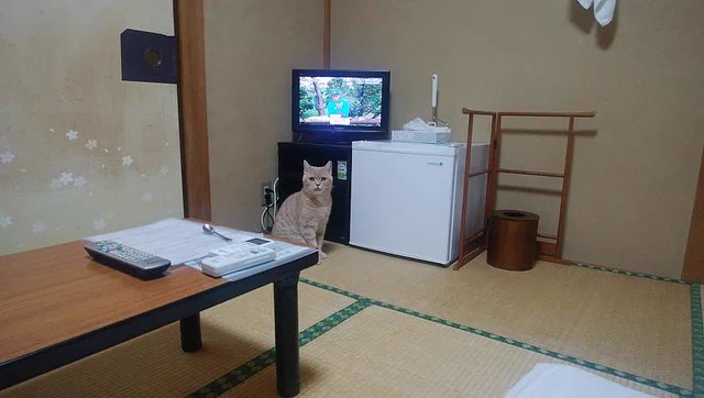 泊まってみたい？素泊まりネコ付きの旅館で、ネコと一緒に宿泊！