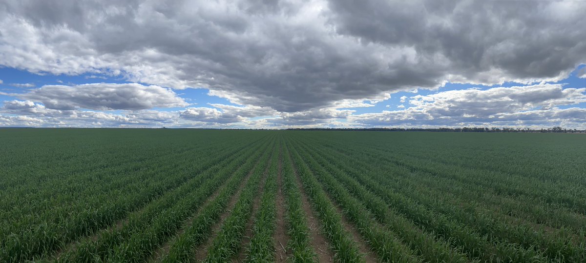 Angus Dalgliesh tweet media