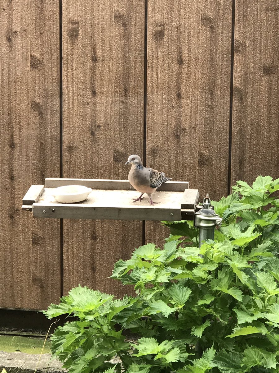 咲本スズラン Lilybell A Twitter えっ スズメの為の餌台に ハト 初ご来鳥です 窓に近づいても全く逃げないw ドバトでは無い これはキジバトですね 色んな野鳥が来るのは嬉しいけど ウチは小鳥を希望する カワラヒワとセキレイにも来て欲しい