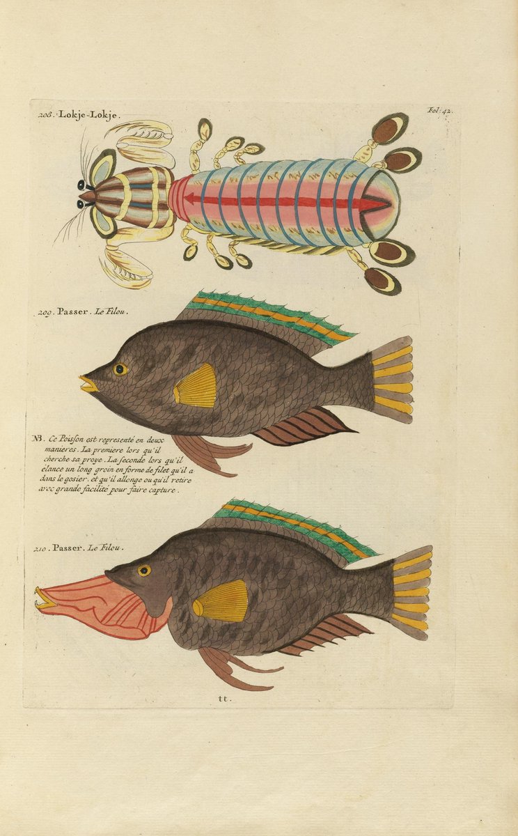 Biodiversity Illustrations tweet media
