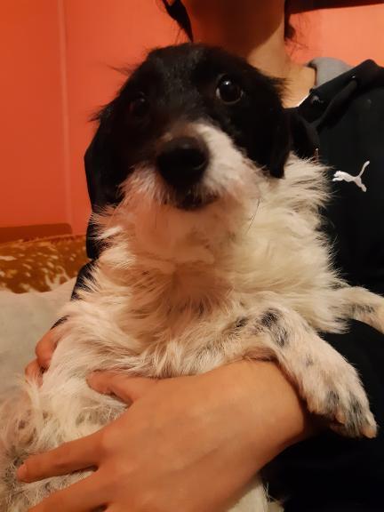 AnimalParaiso's tweet photo. Se busca a la familia de este perrito, fue encontrado el día de hoy en el sector de Cerro Jiménez, #Valparaíso, se nota de casa y bien cuidado.

Contacto y más información al celular +56963518629. https://t.co/bJnrRcIZUn