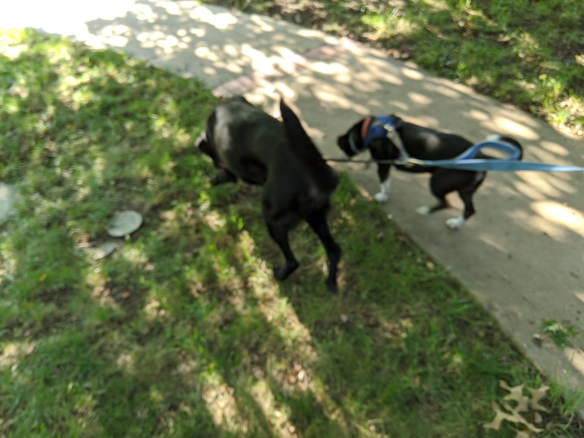 Evening 🐕 walk #summershapeupchallenge #runlikeawolf