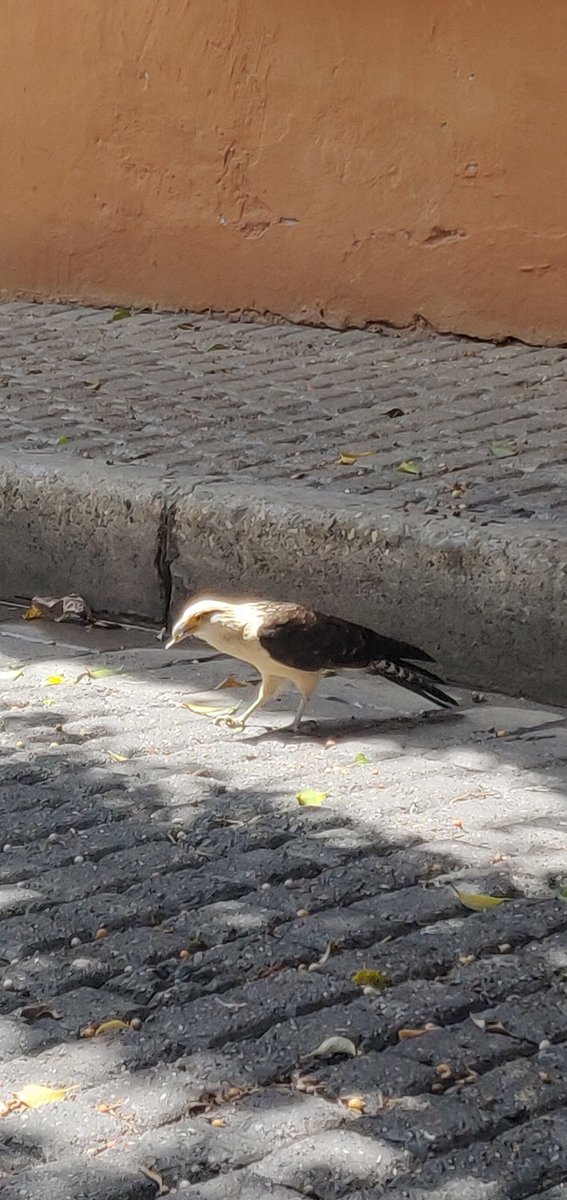 ortegajulio's tweet photo. @MeInvitoSola Está la tomé ayer... Creo que es un águila en el centro de Cartagena https://t.co/cF0TVzRZZv