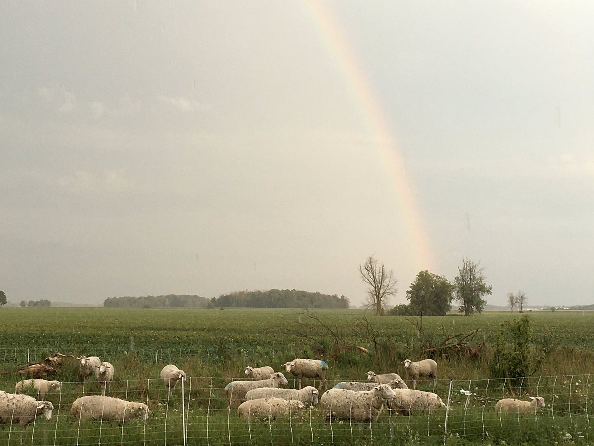 CedarGroveFarm's tweet photo. A view like this makes getting soaked while moving sheep a little bit better π
#ontariosheep #mypotofgold #sheep365 #graze20 #pasturefarming #ag365 #AgMoreThanEver https://t.co/7w39q8PJ6j