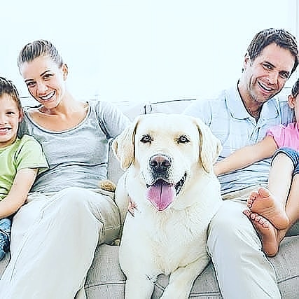 PShellharbour's tweet image. Call 0499 074 123 for a free quote or visit pestcontrolshellharbour.com